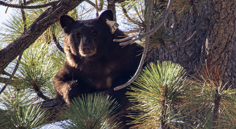 A black bear with identifying ear tags looks on from a tree branch high upon a pine tree in the Lake Tahoe area after being trapped, tagged and hazed upon release by state parks and wildlife staff.
