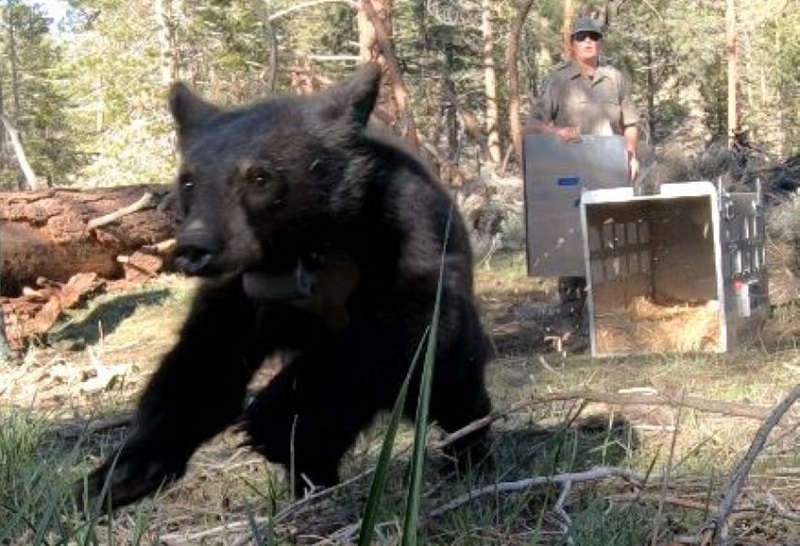 A bear cub outfitted with a GPS collar is released back into the Tulare County woods after time spent in wildlife rehabilitation.