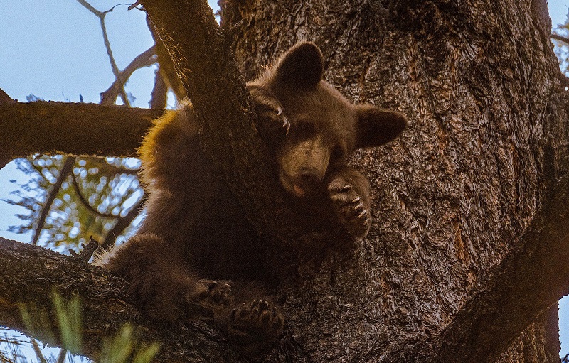 A young, brown-colored black bear, estimated at 8 months old, looks down out of a tree in the South Shore area of Lake Tahoe.