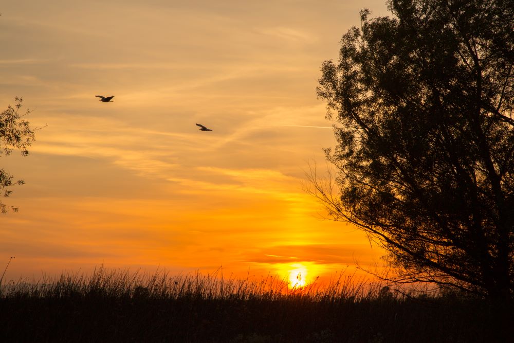 Sunset with trees, grass and two birds flying.