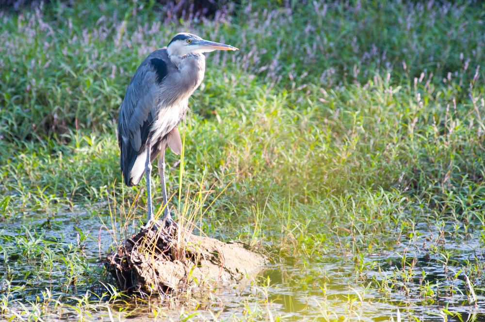 Great blue heron standing on rock surrounded by marsh.