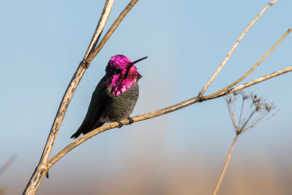 Hummingbird sitting on bare branch.