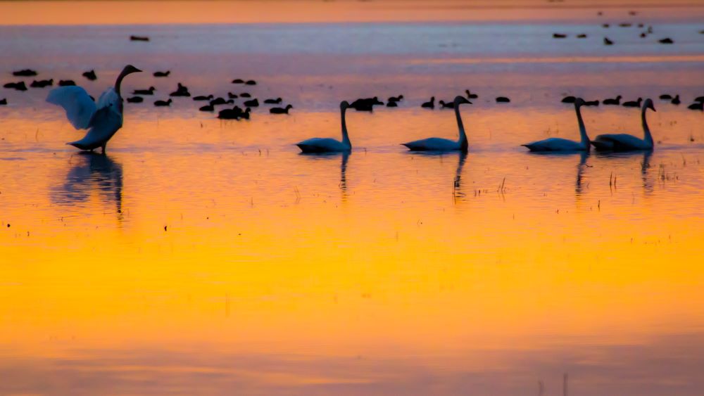 Birds on water at sunset