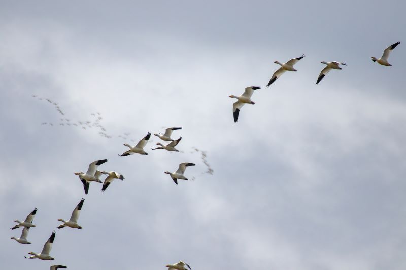 White geese flying through sky