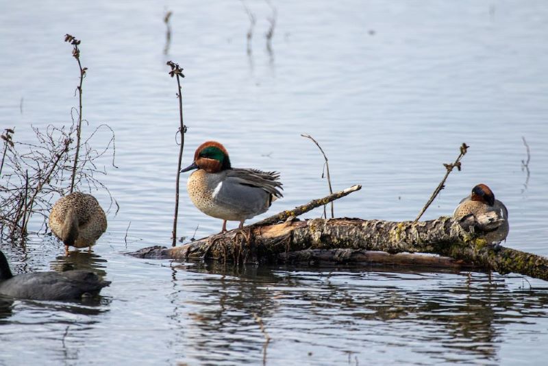 Three ducks standing in shallow water