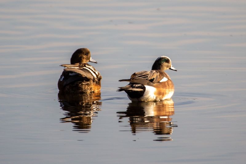 Two ducks on water