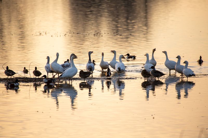 Birds in water at sunset