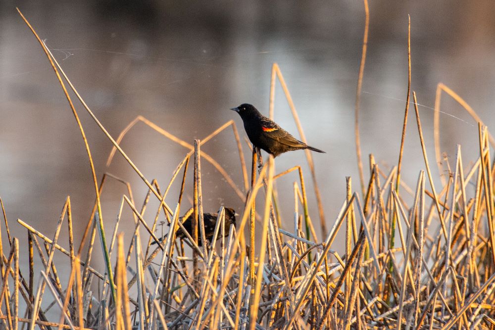 Red-winged blackbird in reeds at Gray Lodge Wildlife Area.