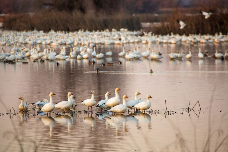 White geese standing in water