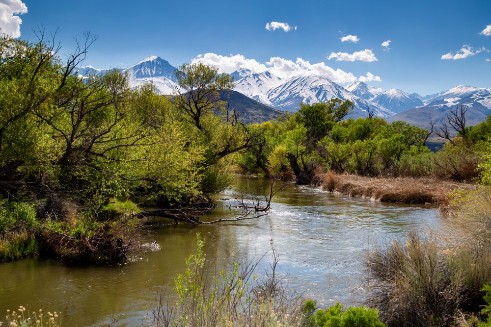River running through trees with snowy mountains in background