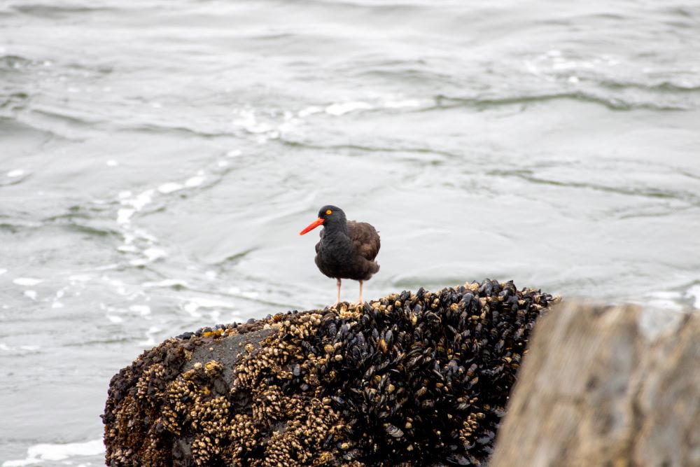Black bird standing on mussel-covered rock in ocean.