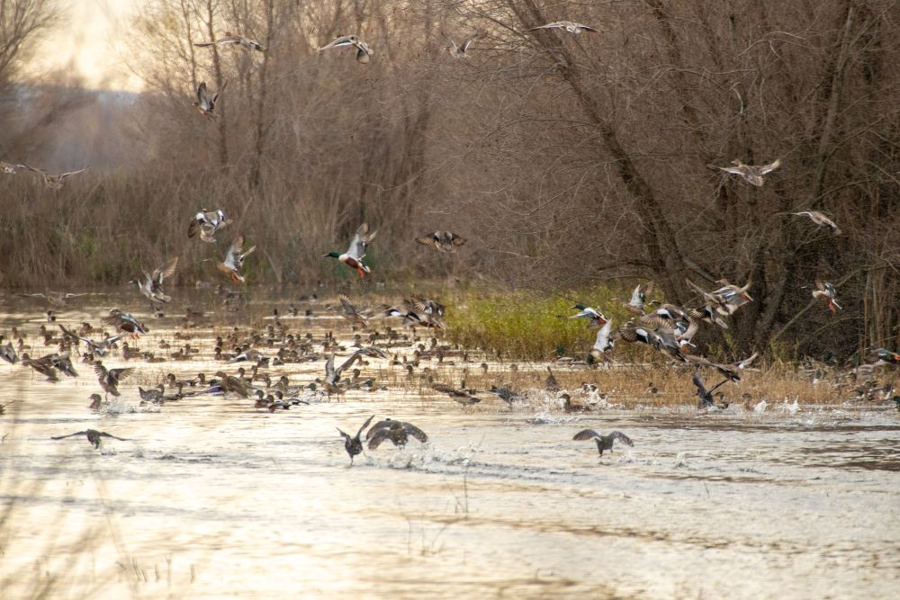 Ducks flying off river with trees in background