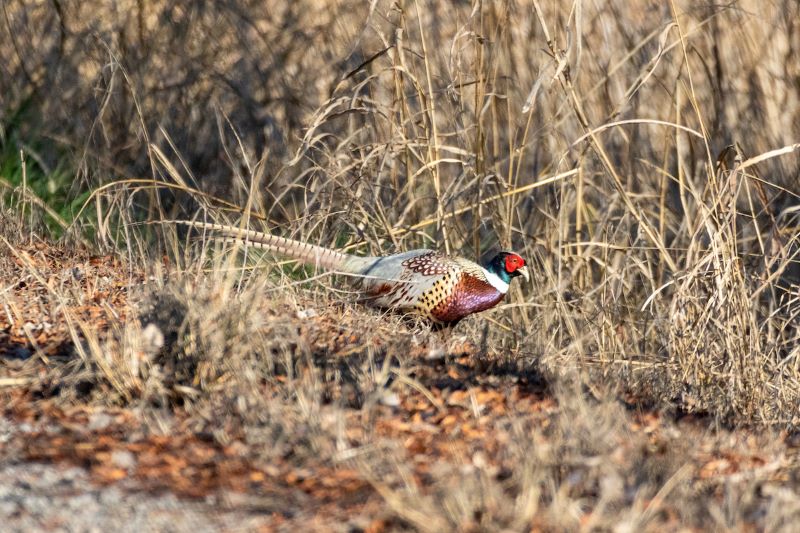 Pheasant in dry grass