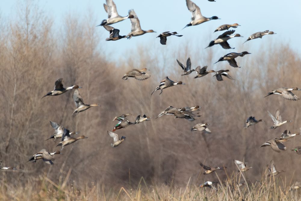 Ducks flying in front of brown trees