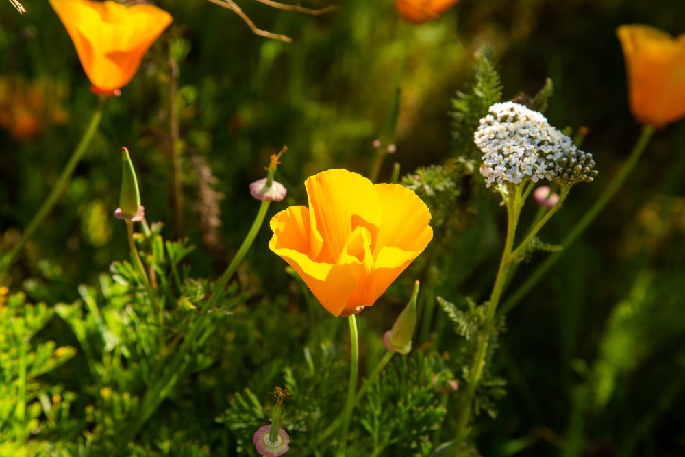 Orange poppies and white flower against green foliage