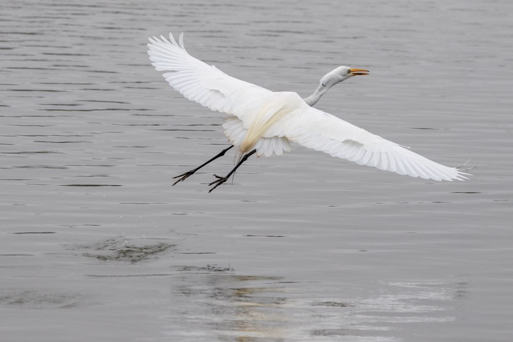 White bird flying over water