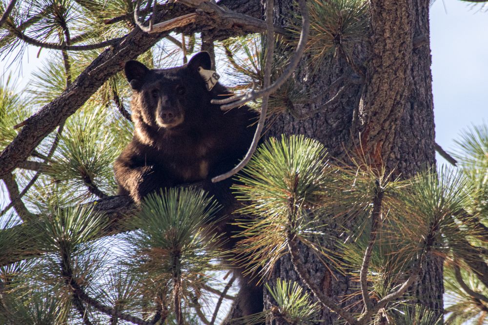 Bear in pine tree