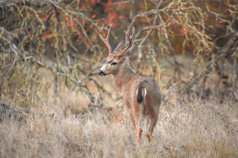 Antlered buck in brush