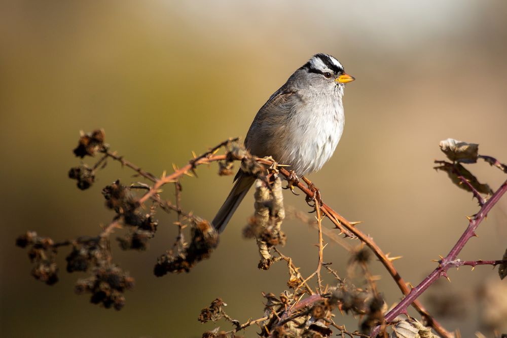 Small bird perched on dry branch