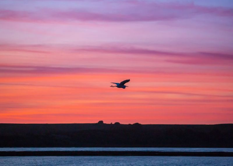 Bird flying in pink sunset