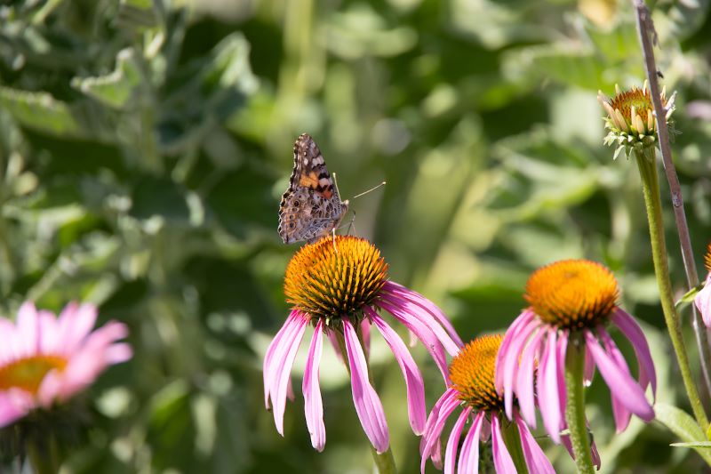 Butterfly on pink flower