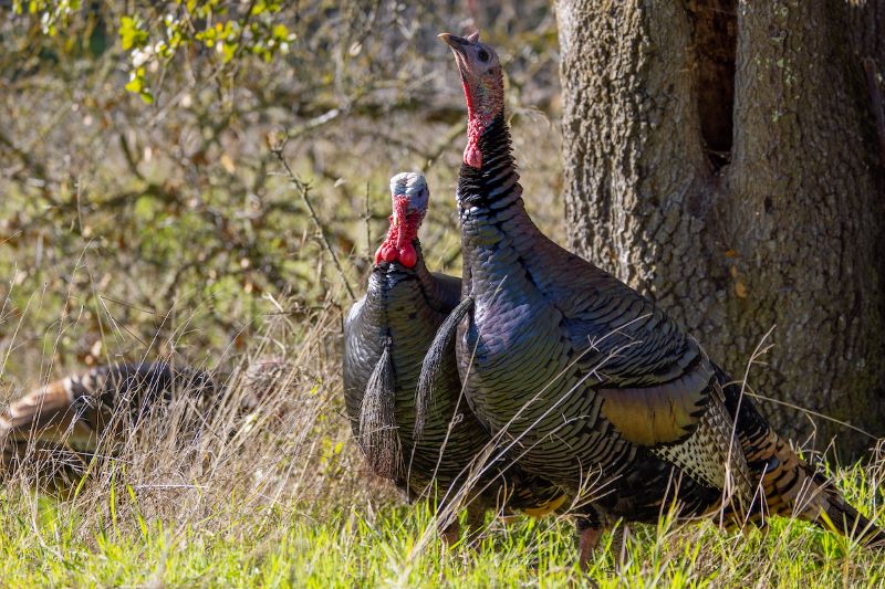 Two turkeys standing by tree