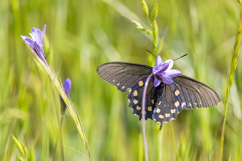 butterfly feeding on blue flower