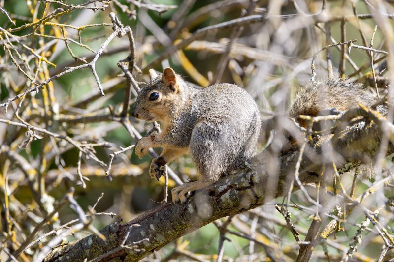 Squirrel in tree