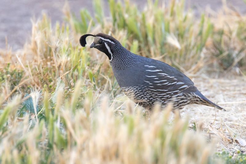 Quail in grass