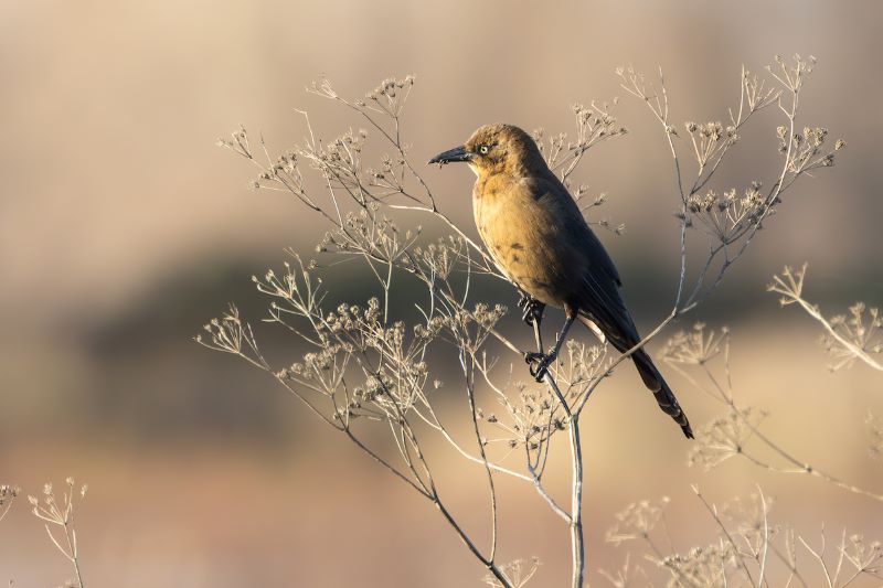 Brown bird perched in branches