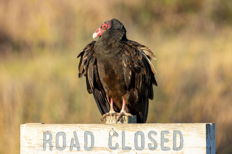 Vulture on sign