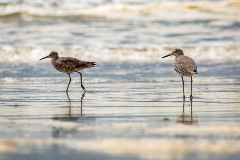 Two birds walking on beach in waves