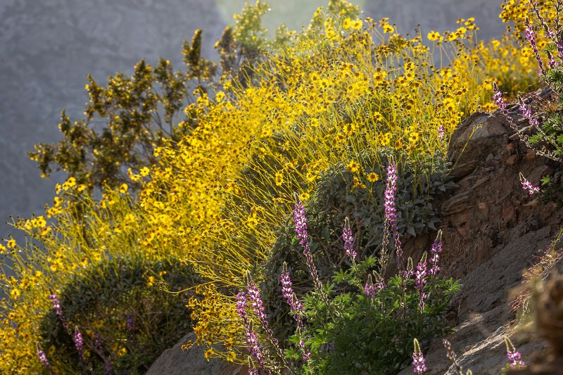 Yellow and purple flowers on a cliff