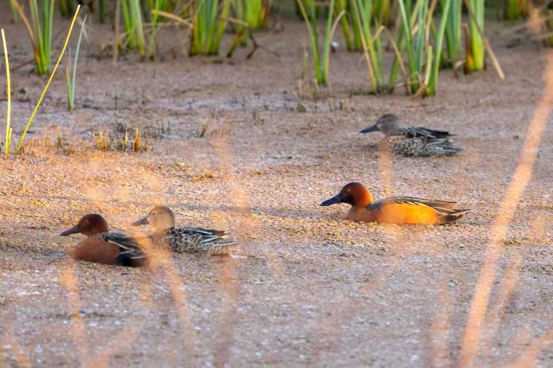 Ducks in water with reeds