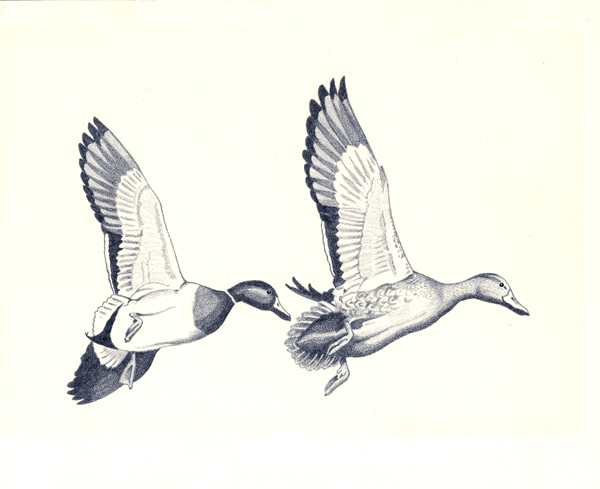 California Duck Stamp Art Gallery
