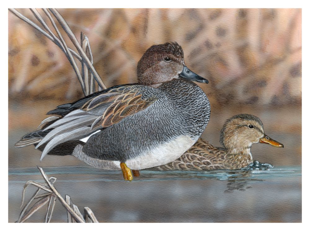 Winning 2021 Duck Stamp of two gadwall ducks in water with reeds.