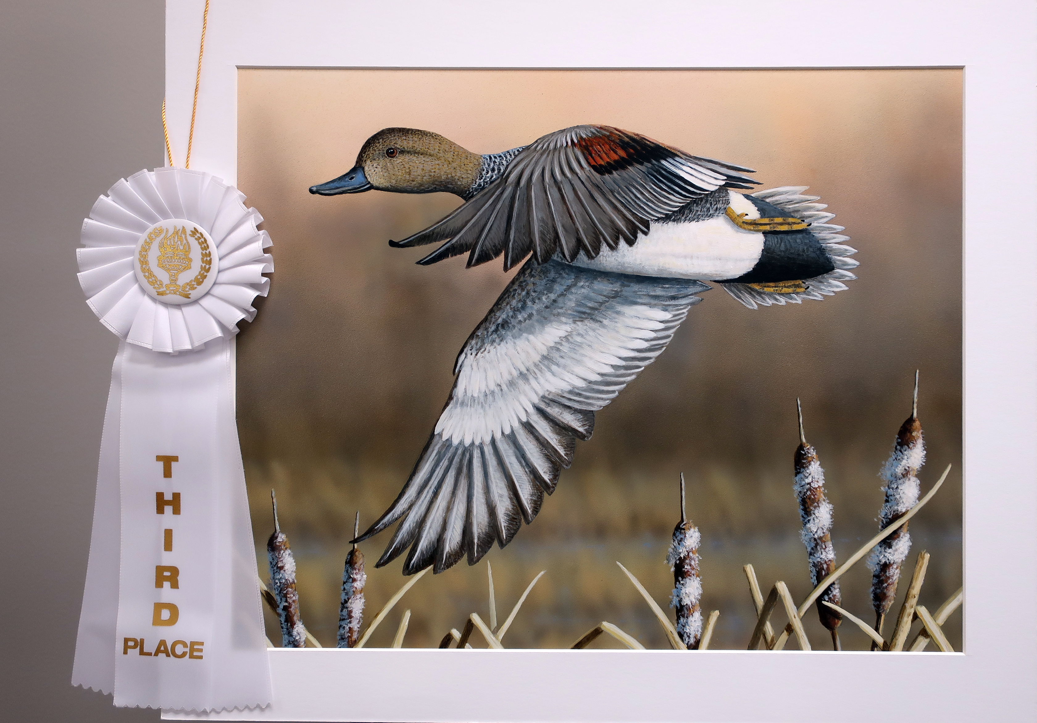 3rd place duck stamp of gadwall in flight over reeds