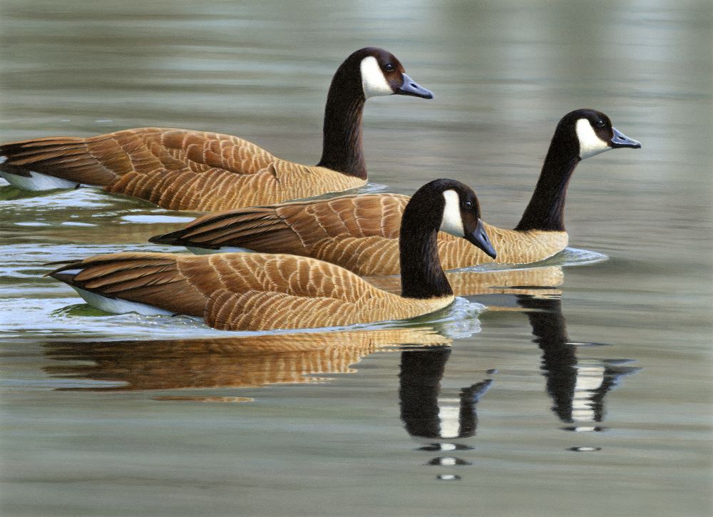 Three Canada geese swimming with reflection in water