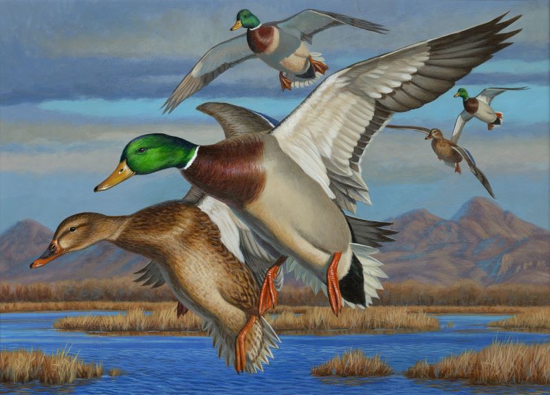 Mallards in flight over wetlands with mountains in background.