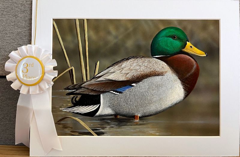 Painting with white ribbon of mallard in water with reeds - click to enlarge in new tab