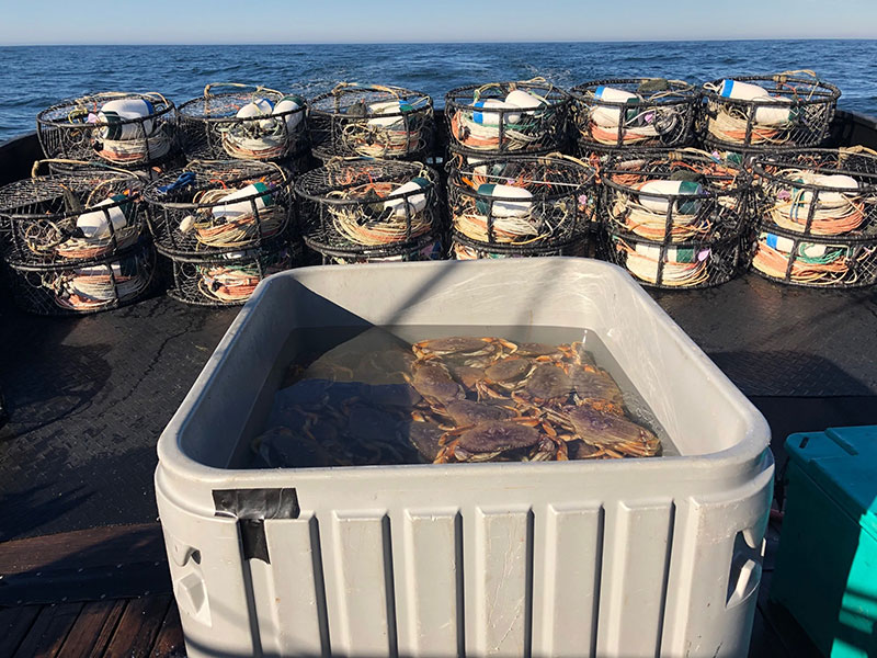 CDFW News  CDFW Announces Closure of Commercial Dungeness Crab