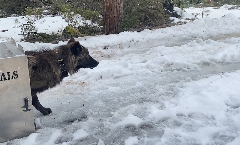 A yearling male wolf is released back to the wild in Siskiyou County after being captured and collared.