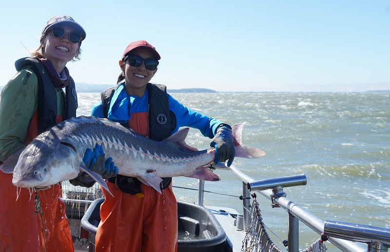 Researchers hold a white sturgeon aboard a boat.