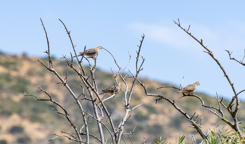 Mourning dove perch in dead tree limbs.