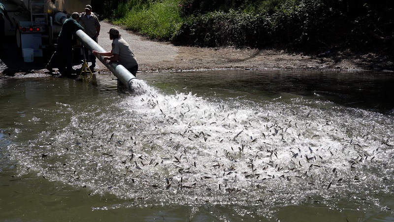 CDFW hatchery workers release juvenile salmon into the Sacramento River from the back of a tanker truck.