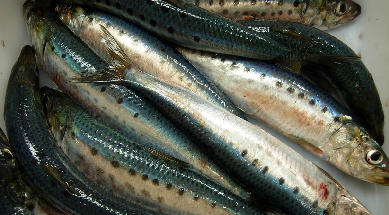 Sardines.