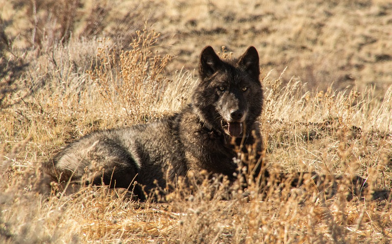 A dark gray wolf rests amid a rugged landscape.