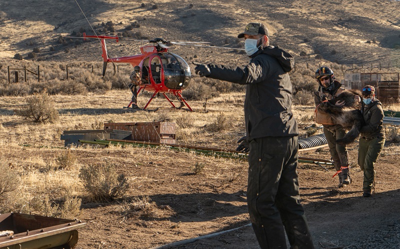 Capture crews delivery a gray wolf to veterinarians and biologists standing by.