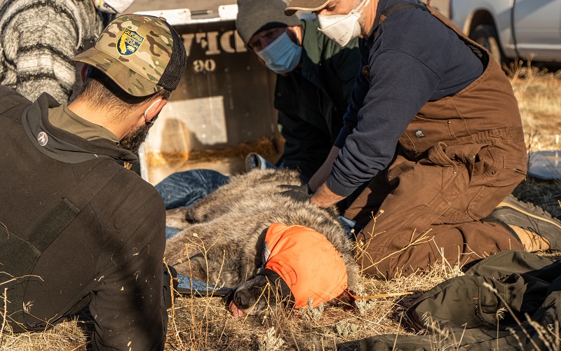 CDFW biologists and veterinarians take measurements, collect DNA from a sedated wolf.