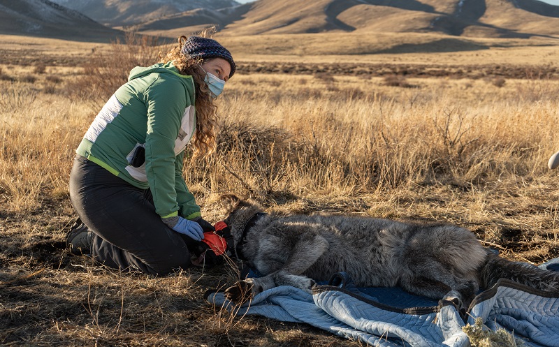 CDFW veterinarian checks the health of a sedated, captured gray wolf.